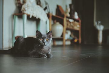 Pet-friendly