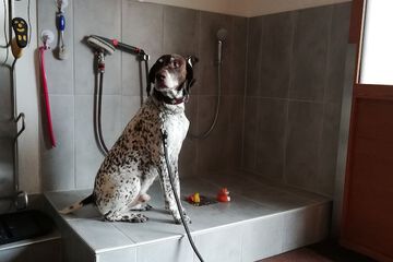 Pet-friendly