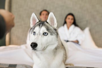 Pet-friendly