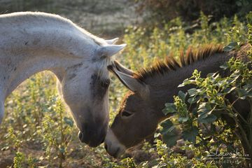 Horseback riding
