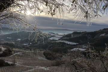 Vineyard