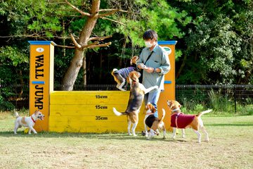 Pet-friendly