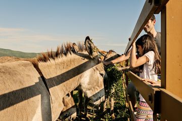 Horseback riding