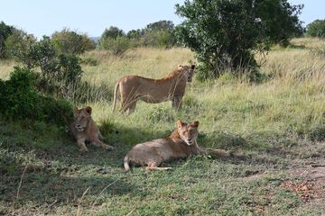 Game drive