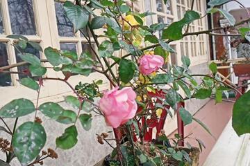 Photo 25