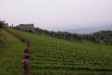 Winery