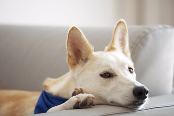 Pet-friendly