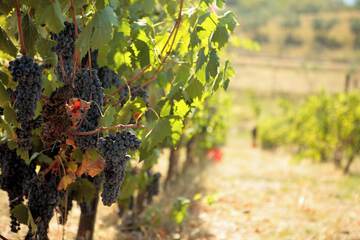 Winery
