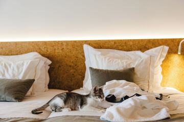 Pet-friendly