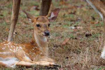 Safari
