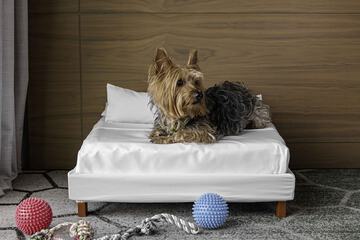 Pet-friendly