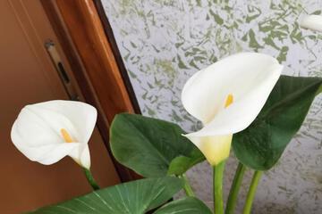 Photo 54