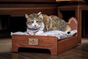 Pet-friendly