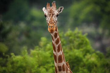 Safari