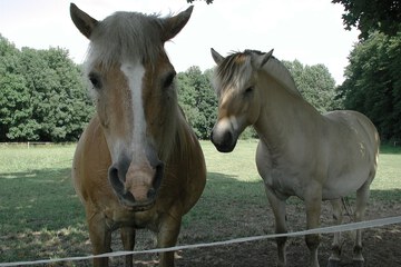 Horseback riding