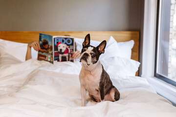 Pet Friendly 80 of 83