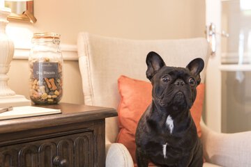 Pet-friendly
