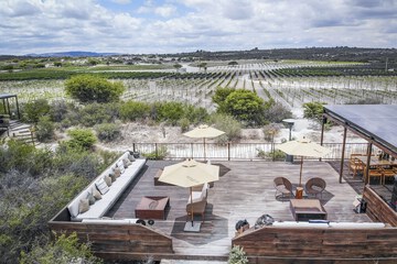 Vineyard