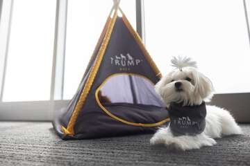 Pet-friendly amenities