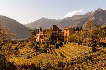Vineyard