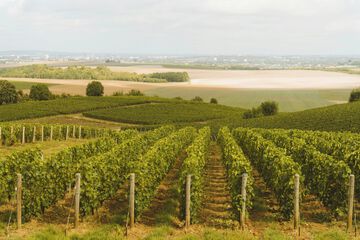 Vineyard view