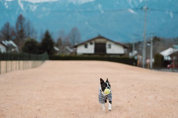Pet-friendly amenities