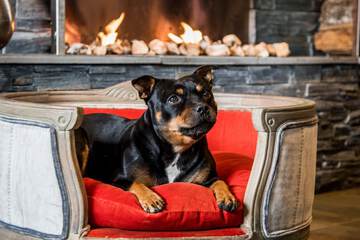 Pet-friendly