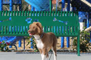 Pet-friendly amenities