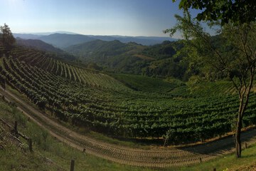 Vineyard