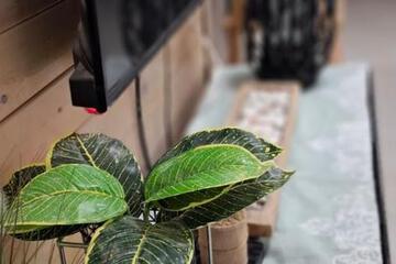 Photo 6