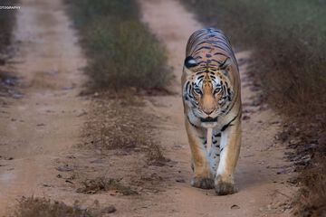 Game viewing