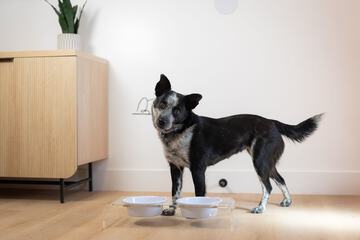 Pet Friendly 102 of 105