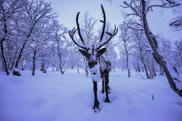 Game viewing