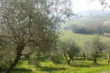 Vineyard