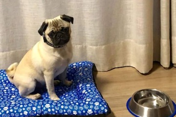 Pet-friendly