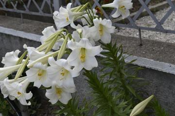 Photo 45