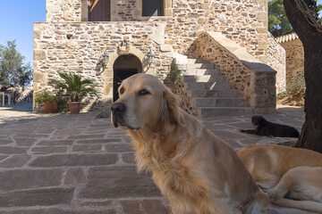 Pet-friendly