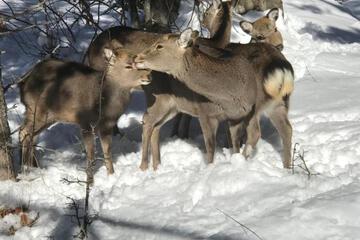Photo 49