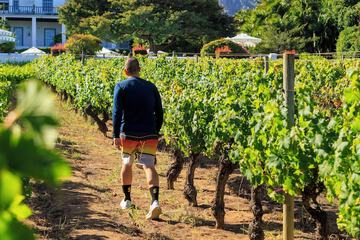 Vineyard