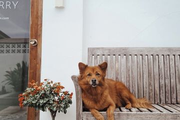 Pet-friendly