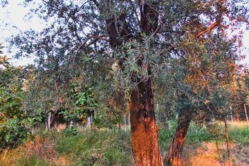 Vineyard