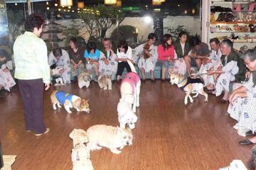 Pet-friendly