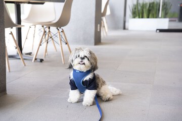 Pet-friendly