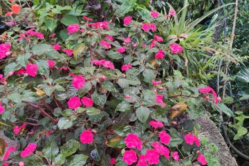 Photo 43