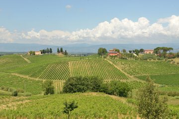Vineyard view