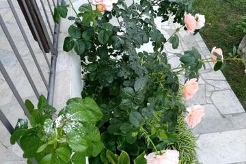 Photo 48