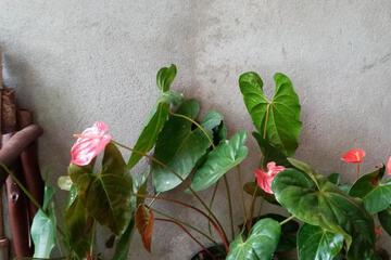 Photo 100