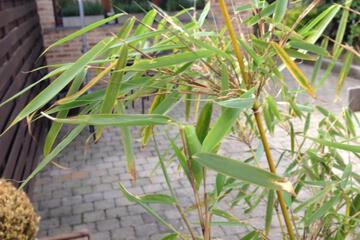 Photo 37