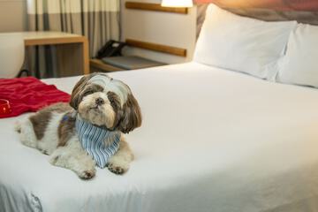 Pet-friendly