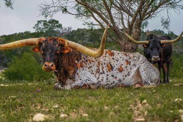 Safari